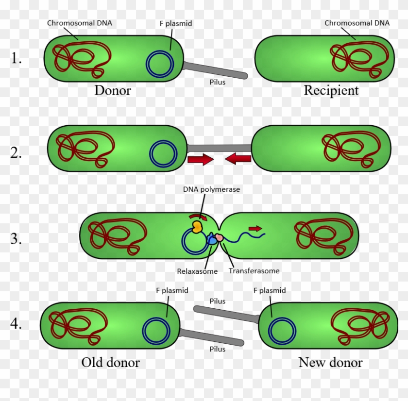 Bacterial 'sex' Used To Transfer Plasmids (jumping - Plasmid Conjugation #1165578