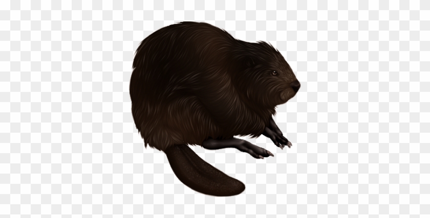 Black Beaver Companion By Tokotime - Punxsutawney Phil #1166476