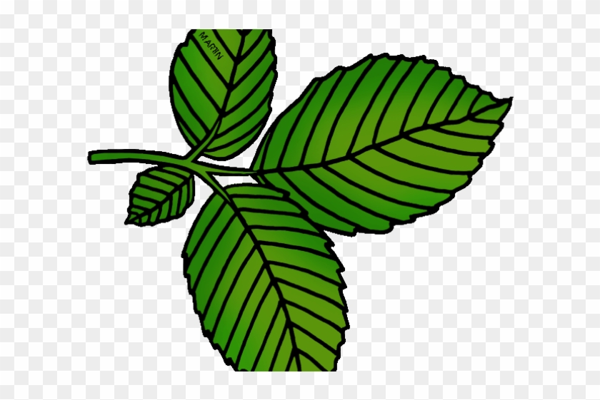 Leaf Clipart Elm Tree - Leaf Clipart Elm Tree #1166851