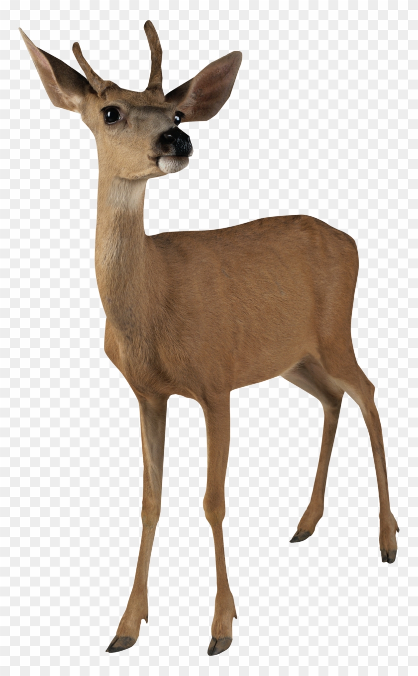 Animal - Deer Transparent Background #1167056