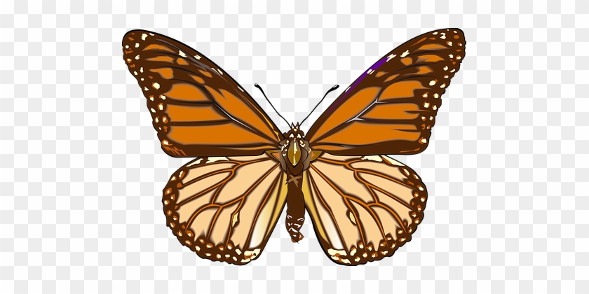 Butterfly, Drawing, Graphics - Danaus Plexippus #1167167
