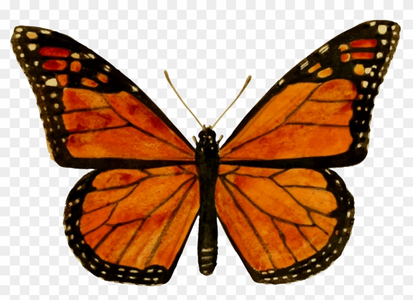 Monarch Butterfly - Monarch Butterfly #1167171
