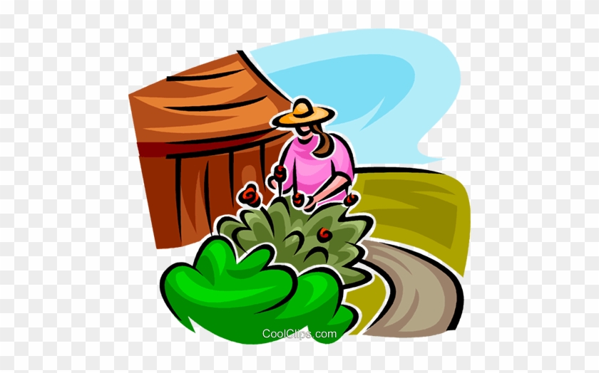 Gardener Looking After A Shrub Royalty Free Vector - Gardener Looking After A Shrub Royalty Free Vector #1168429