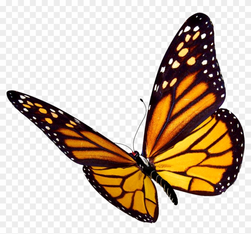anna - R - - Monarch Butterfly Png 