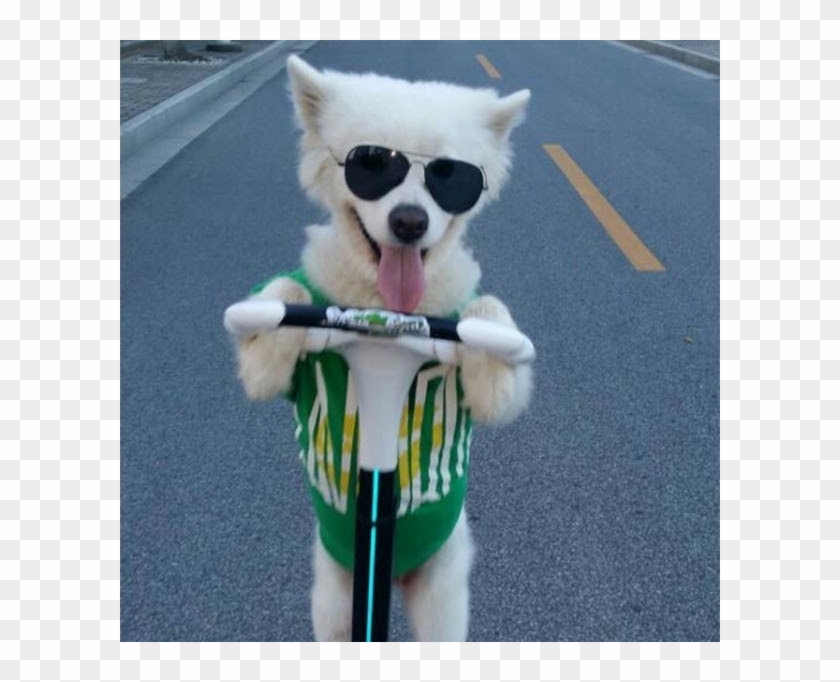 Companion Dog #1168756