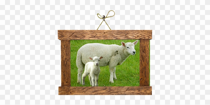 Koyunlarımızdan Biri Olan Kıvırcık Koyunu Da Gerek - Sheep #1169291