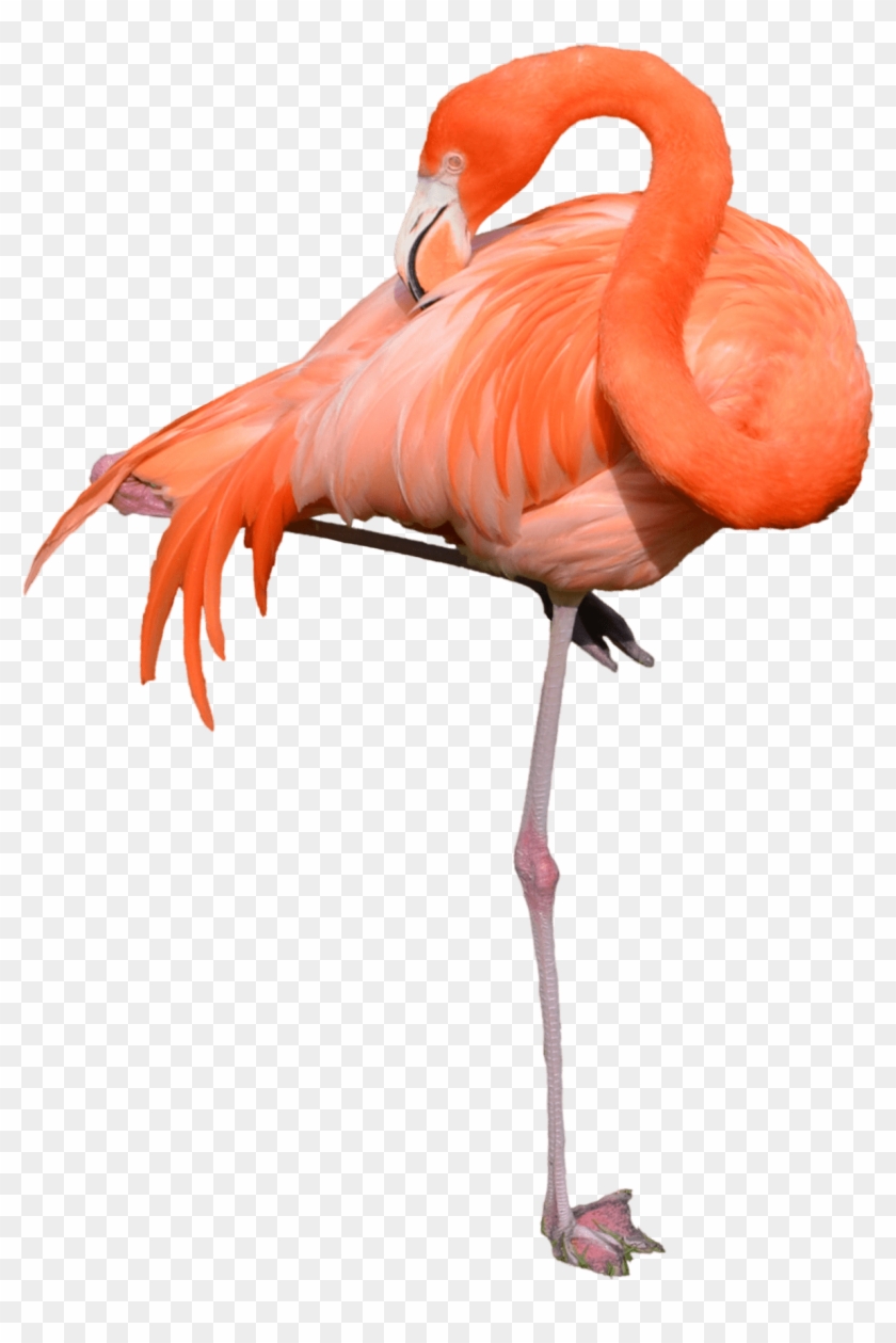 Flamingo Standing - Real Flamingo Clip Art #1169476