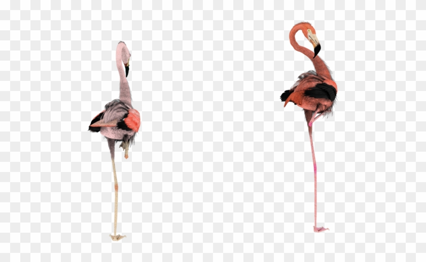 Flamingo Backs Transparent Png By Madetobeunique On - Flamingo Backs Transparent Png By Madetobeunique On #1169490