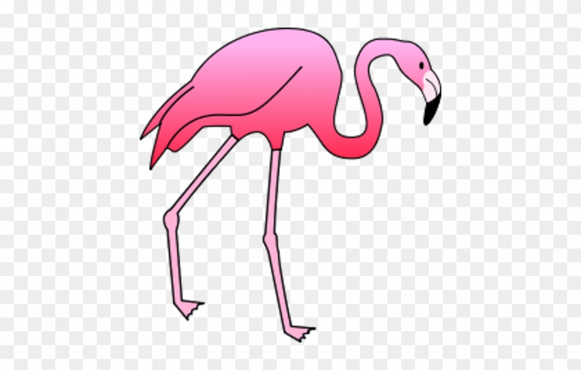 Flamingos - Greater Flamingo #1169517
