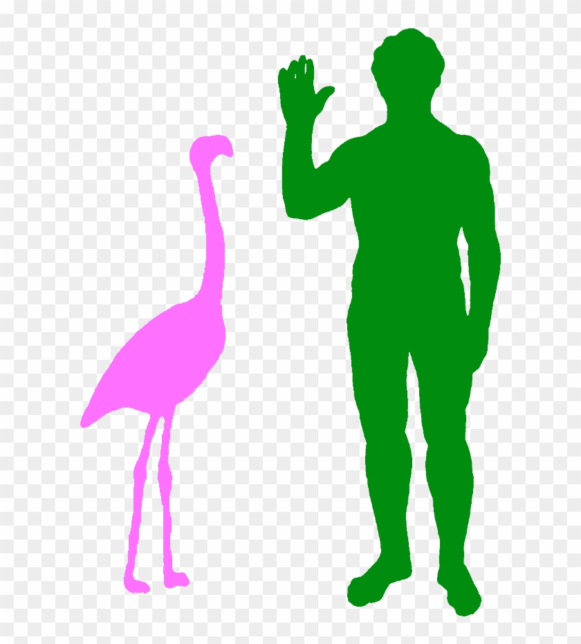 A Typical Greater Flamingo And A Human - Velociraptor Next To Human #1169554