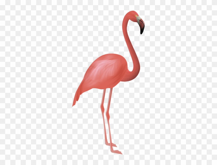 Flamingos Bird Flamenco Clip Art - Flamingos #1169563