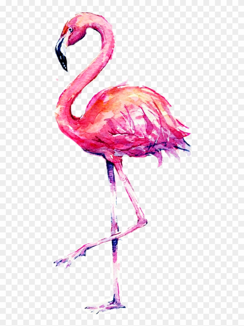 Bilder Flamingo #1169576