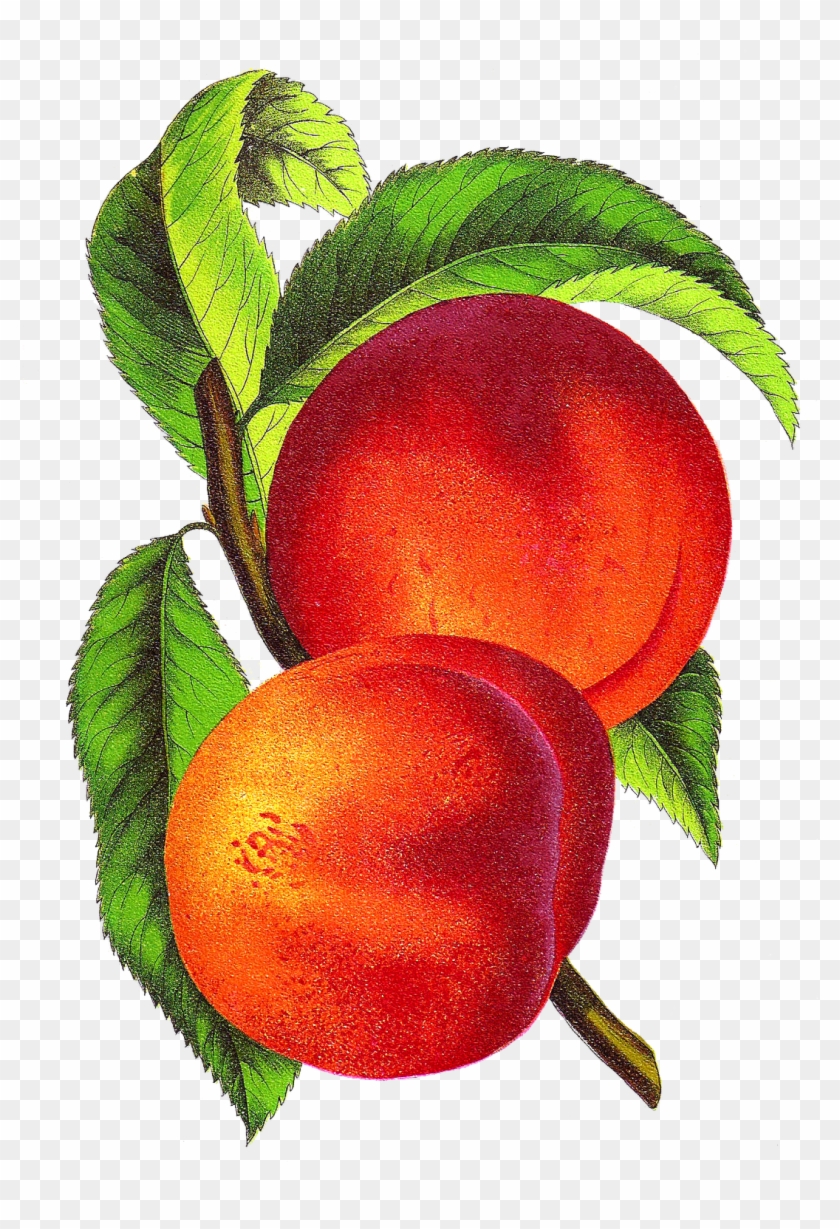 This Peach Clip Art Is From An 1870's Seed Catalog - Illustration Vintage Fruits Png #1170001