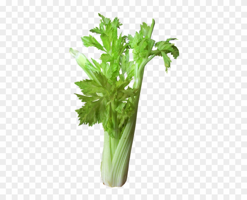 Vegetable Png 29, Buy Clip Art - Celery Transparent Background #1170224