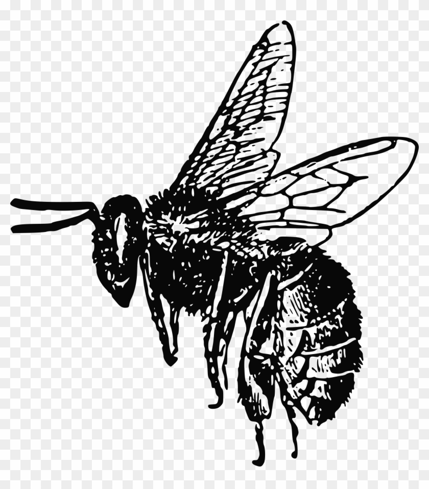 Bumblebee Insect Flight Drawing - Bee Png Black And White #1170370