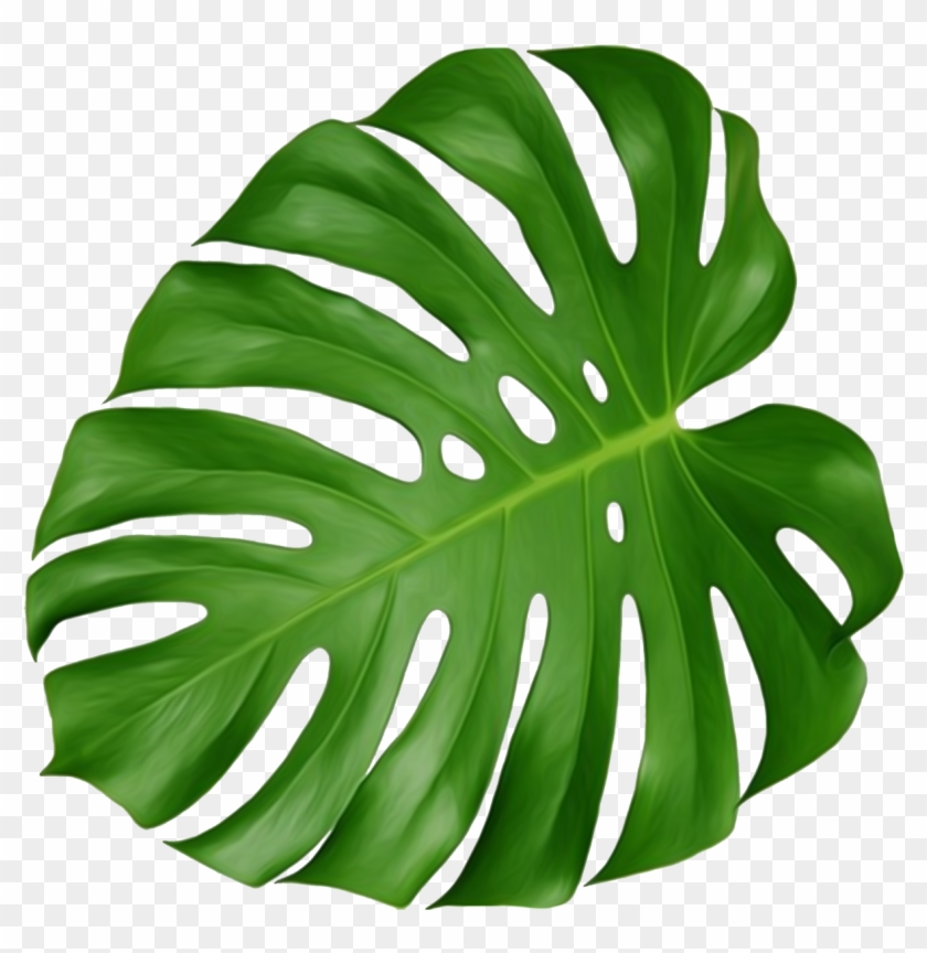 Swiss Cheese Plant Leaf Houseplant Plant Leaves - Swiss Cheese Plant Leaf #1172534