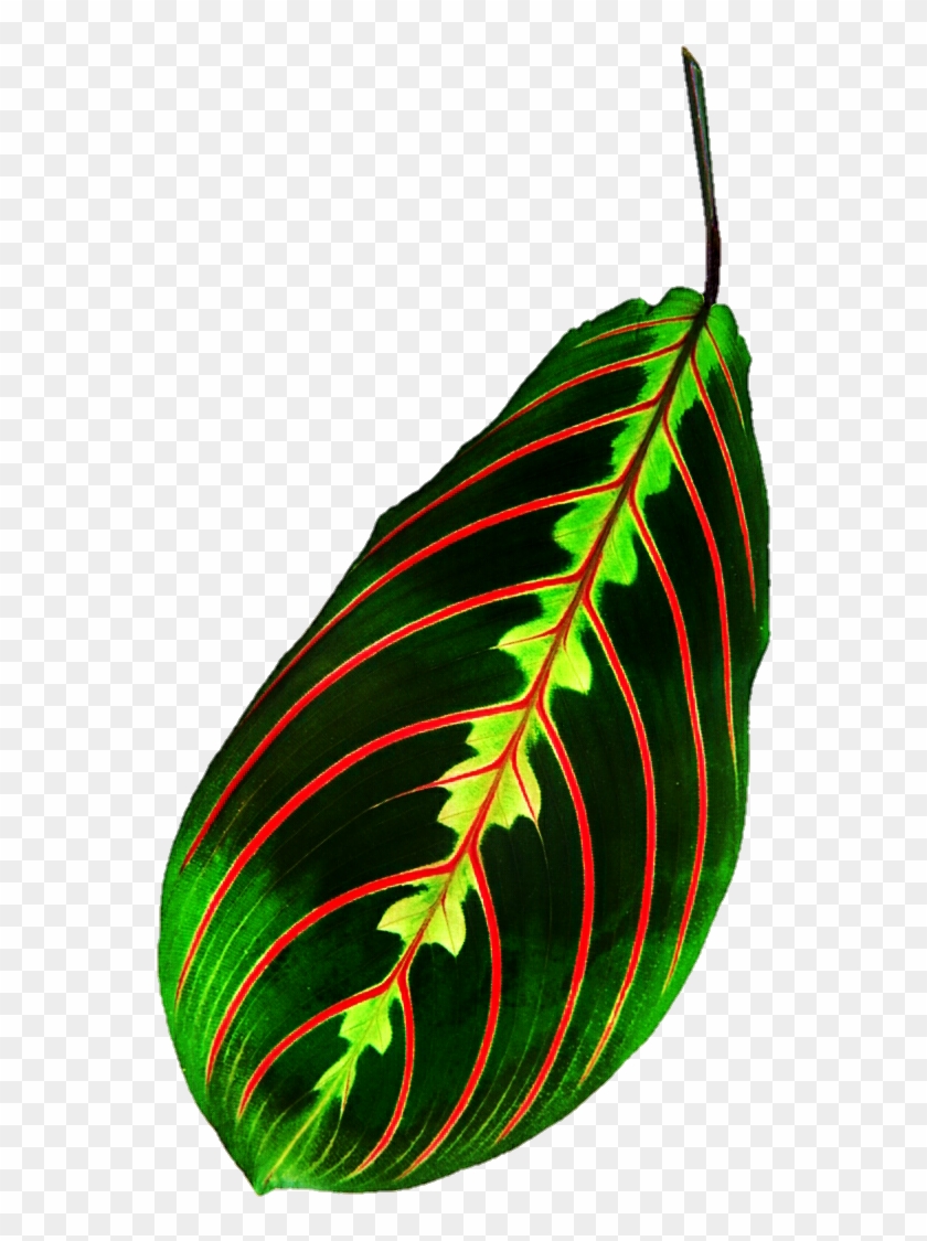 Tropical Leaf By Jeanicebartzen27 - 人間の命綱: 血管を守る #1172548