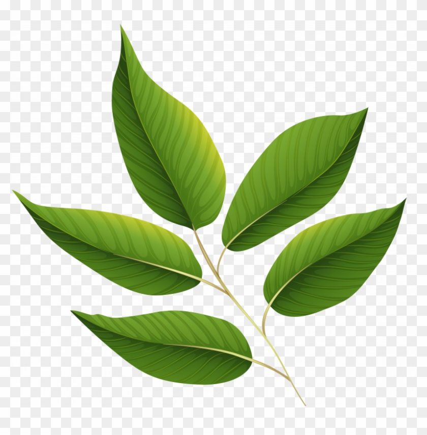 Green Leaves Clipart Png #1172597