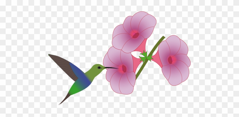 Colibri Bird Picking On A Flower Illustration Public - Hummingbird With Flower Clip Art #1172838