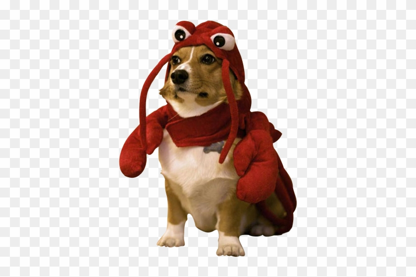 Red Lobster Birmingham Menu S Restaurant Reviews - Dog In Lobster Costume #1173433