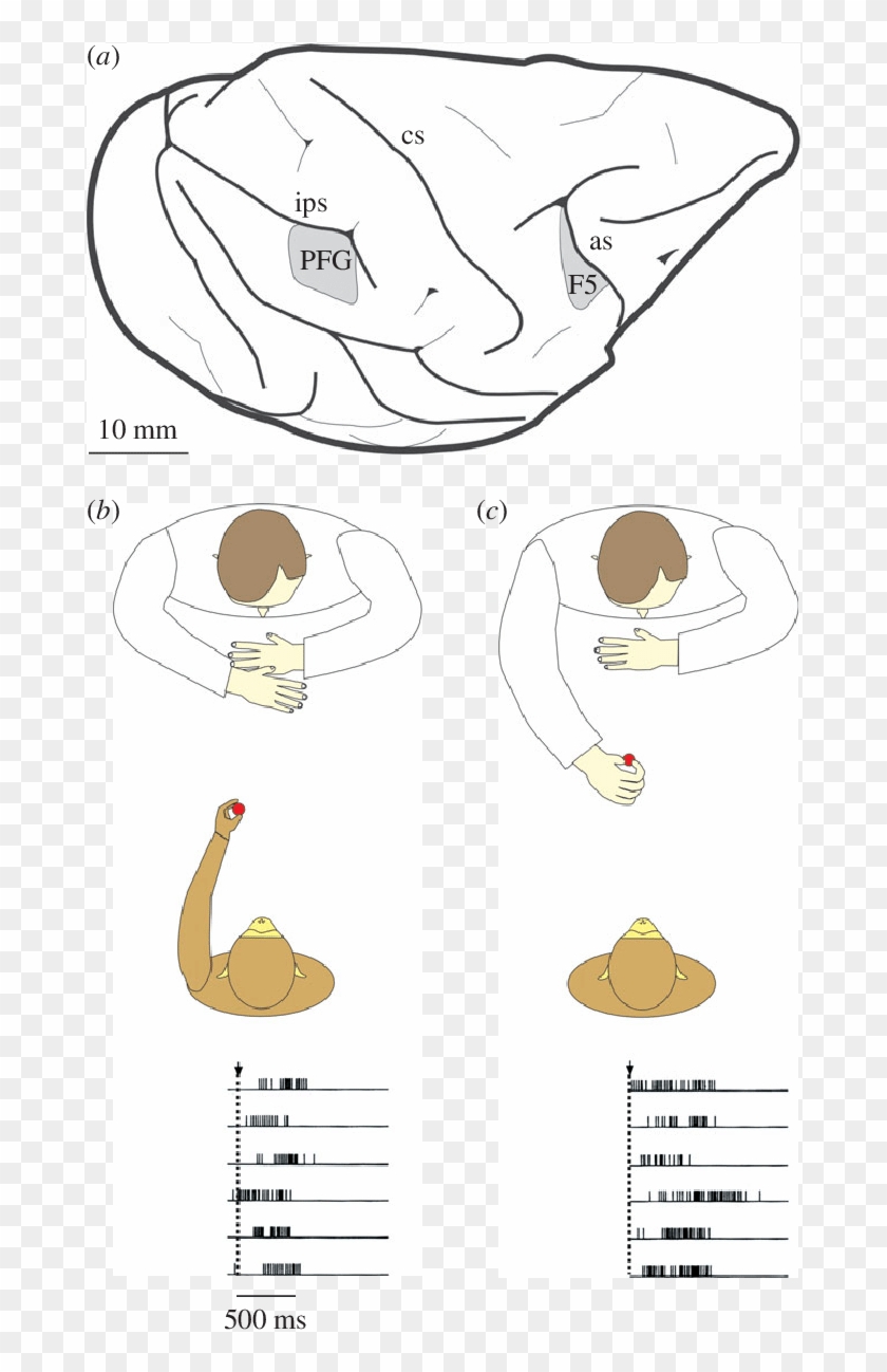 Example Of A Mn Responding During Observation And Execution - Cartoon #1173496