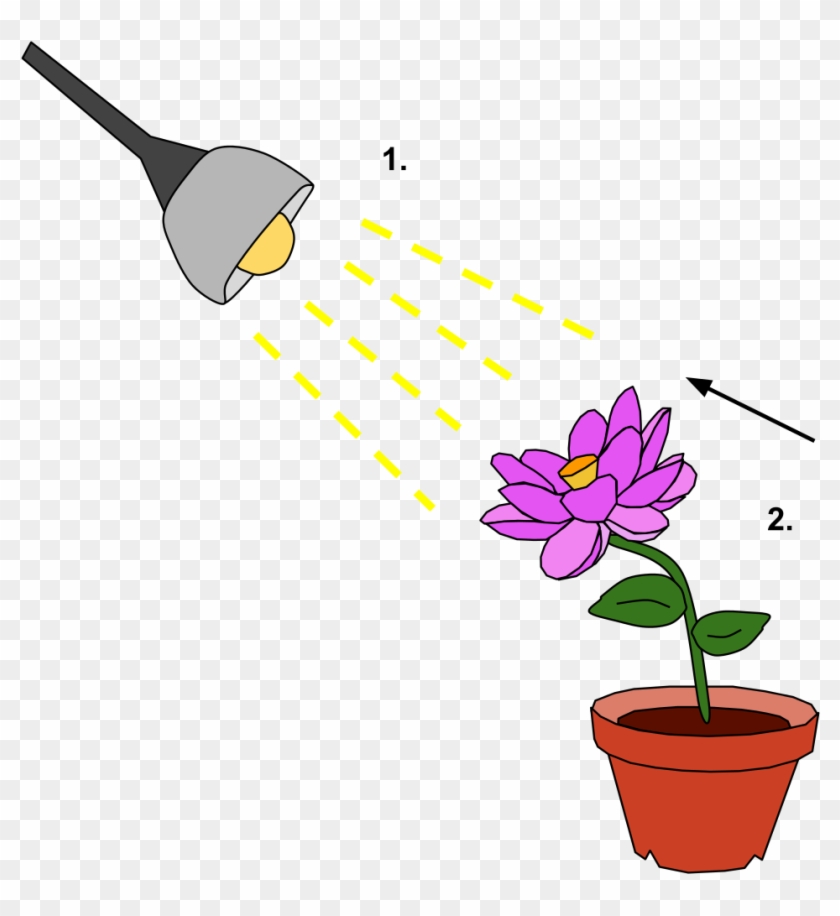 Phototrophic Response To Stimulus - Respond To Stimulus #1173947