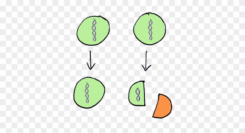 The Cost Of Passing Only Half Of The Genes Over To - Sexual Reproduction Definition Biology #1174044