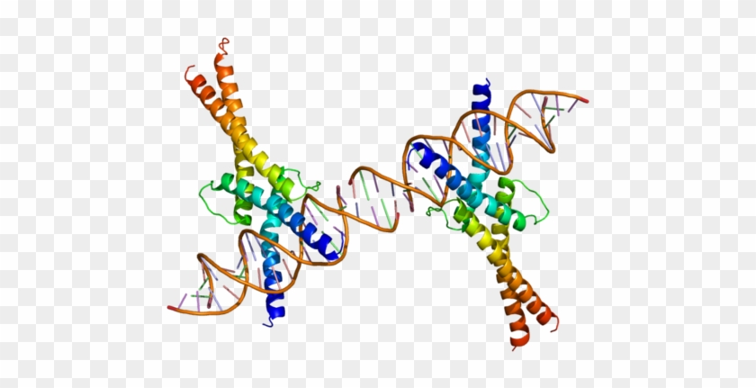 Sterol Regulatory Element Binding Protein - Proteins And Genes #1174537