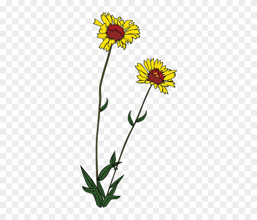 Plant Plants, Flower, Flowers, Plant - Free Wildflower Clip Art #1175134