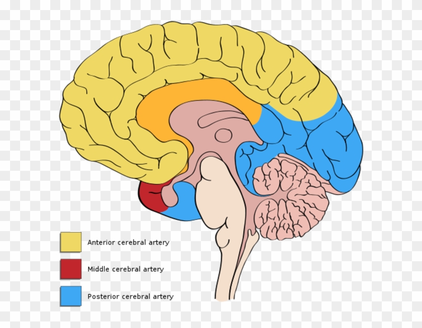 Anterior Cerebral Artery Middle Cerebral Artery - Vascular Territories Of The Brain #1175424