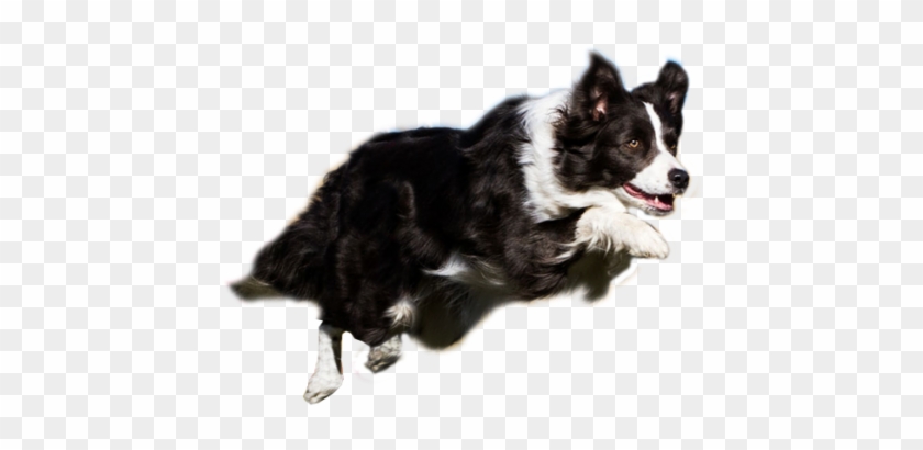 Dog #1175458