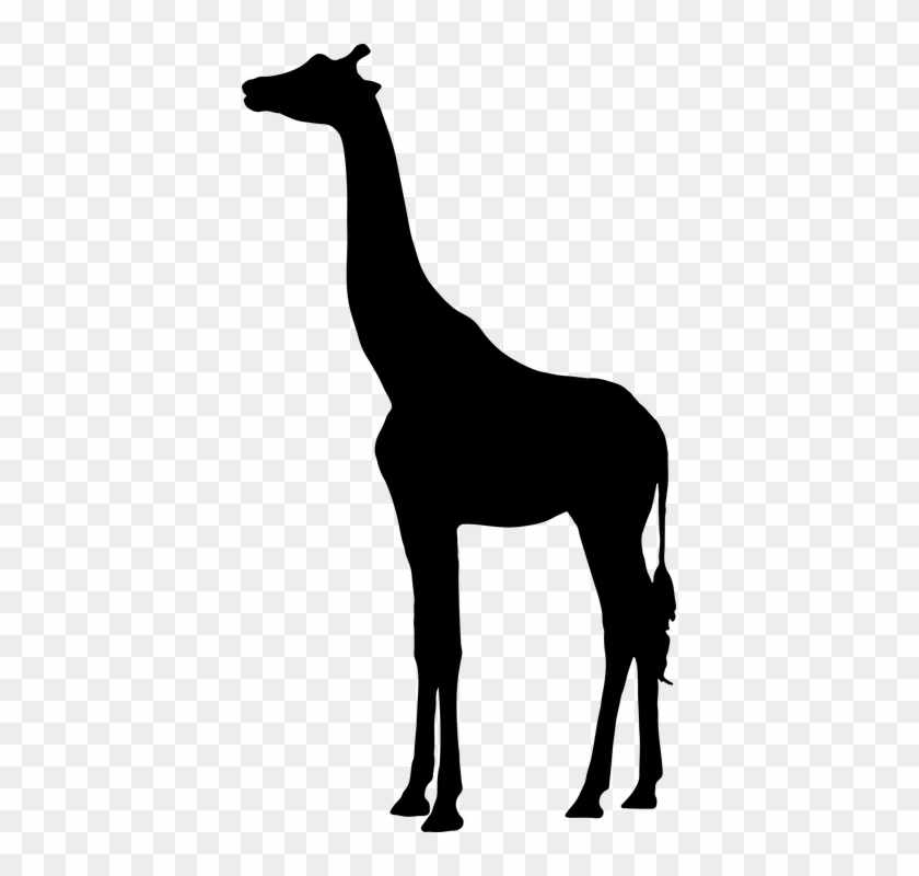 Giraffe, Landscape, Animal, Mammal, Africa, Tall, Neck - Giraffe Silhouette #1175525