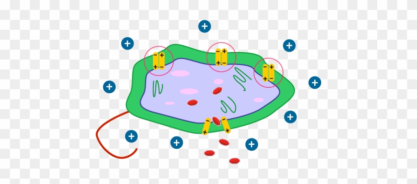 The Strong Electronic Charge Of Bac-d Technology Forces - Does Benzalkonium Chloride Kill E Coli #1175770