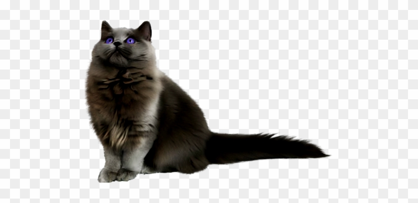 Black Persian Cat Png #1176557