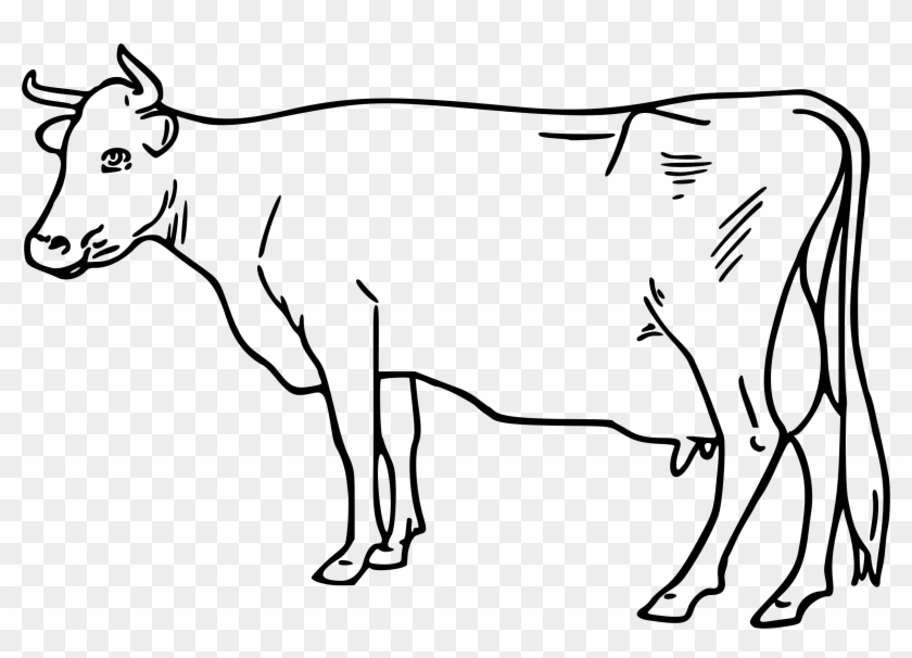 Cattle Clip Art - Draw An Ayrshire Cow #1178162