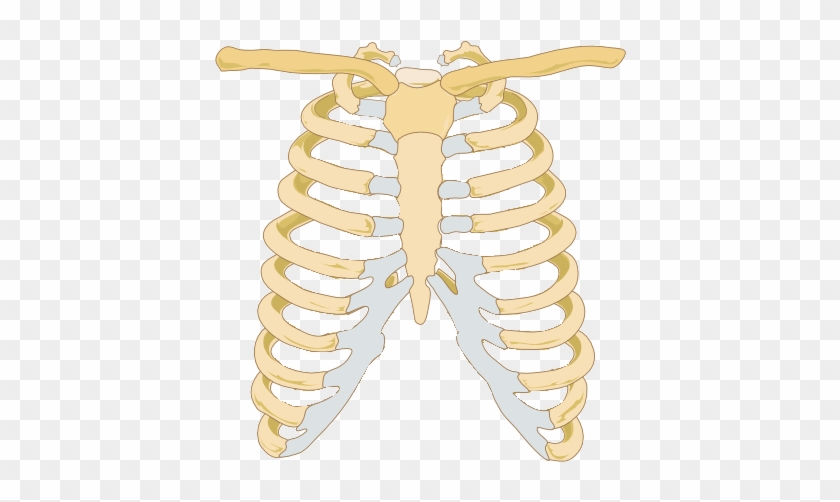 Rib Cage Image - صورة عظام القفص الصدري #1178211