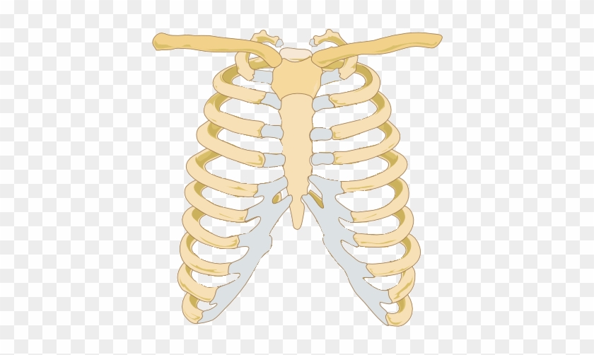 Rib Cage Image - صورة عظام القفص الصدري #1178211