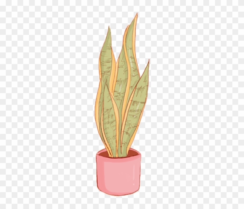 Here's A Transparent House Plant For Your Blog - Agave #1179117