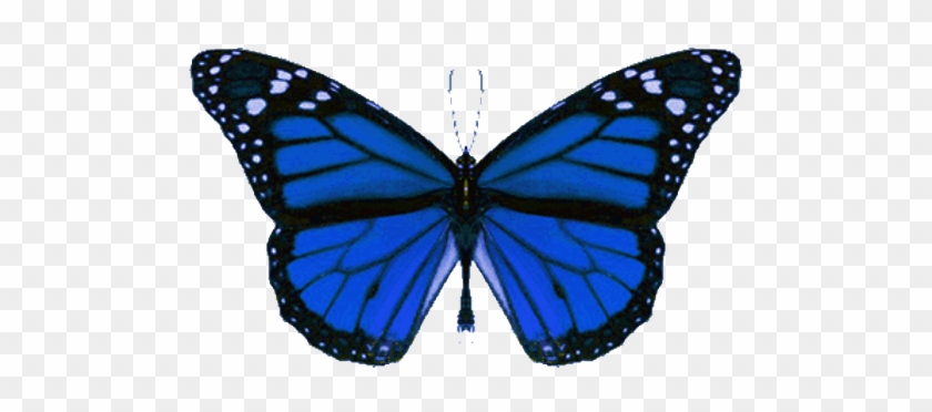 Flying Butterfly Png - Sound Of Thunder Butterfly #1180117