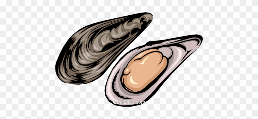 Clam Mussel Oyster Clip Art - Clam Mussel Oyster Clip Art #1180252
