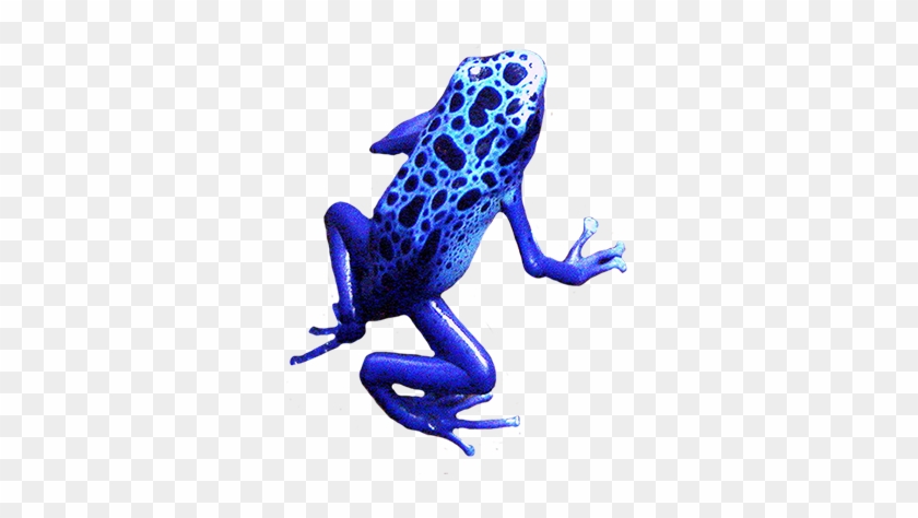 Blue Frog Clip Art - Blue Frog No Background #1180665