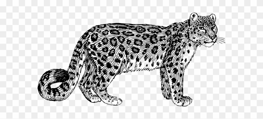 Snow Leopard Clipart Animated - Amur Leopard Clipart #1180682