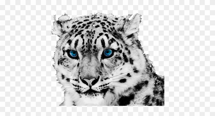 The Snow Leopard Tiger Cheetah - Mac Background White Tiger #1180700