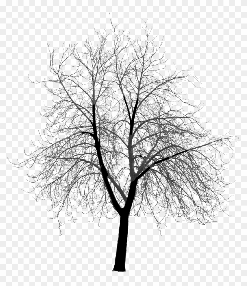 Tree Clip Art - Creepy Tree Silhouette Png #1181966