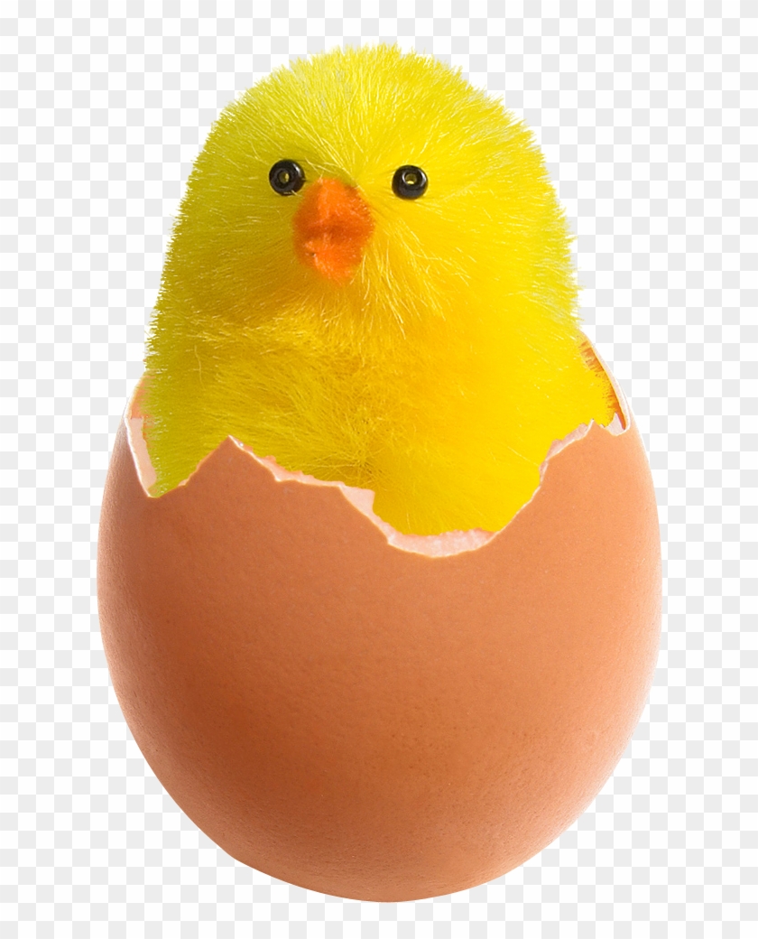 Chicken In Broken Egg Png Image - Chicken In Egg Png #1182030