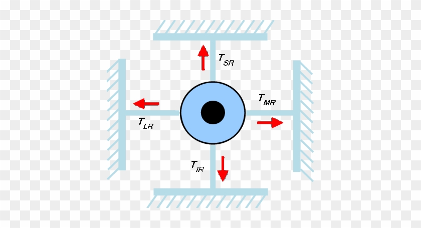 Oculomotor Plant Mathematical Model With Four Muscle - Circle #1182586