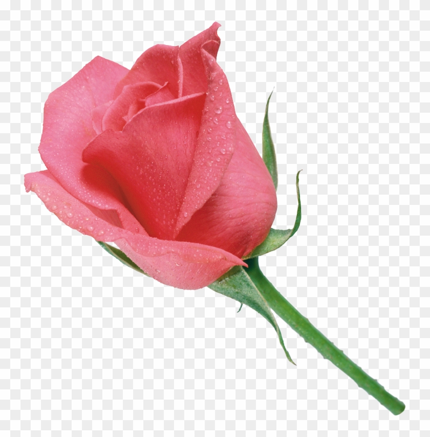 Pink Garden Roses Clip Art - Fresh Flowers 25pcs - #1183310