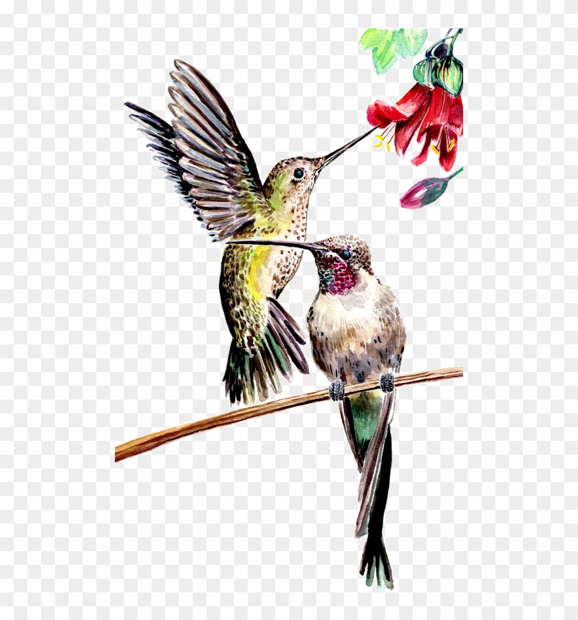 Concurso De Ilustración Del X Festival De Aves De Viña - Cuadro De Picaflor #1183435