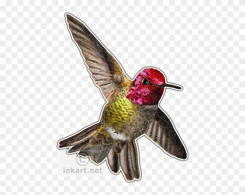 Annas Hummingbird Decal - Annas Hummingbird Round Ornament #1183438