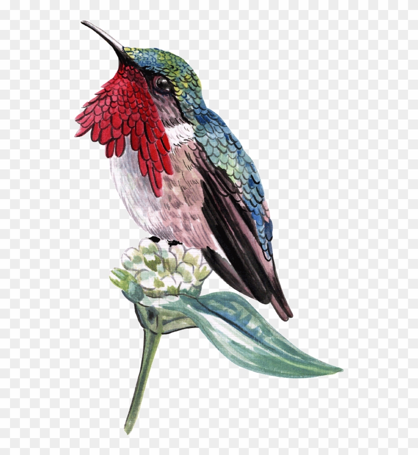 Aves - Ruby-throated Hummingbird #1183439
